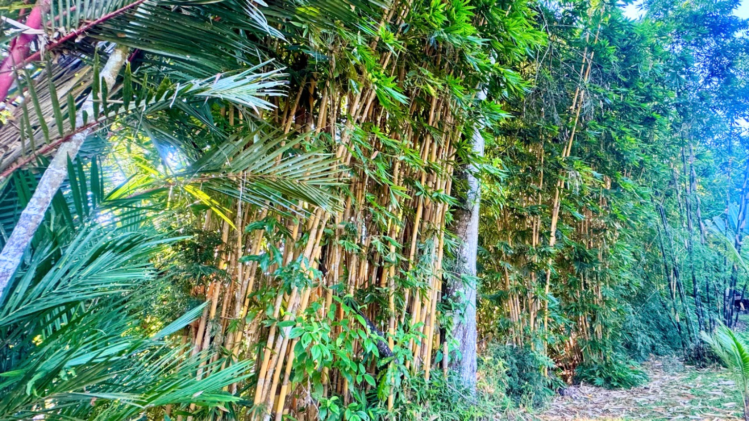 Private Dominical Retreat Main Home Guest House and Rancho selected