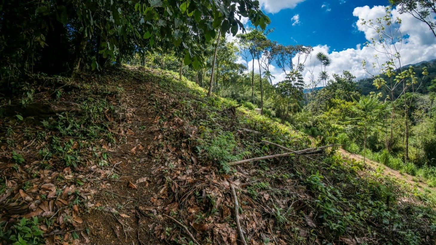 Tropical Sanctuary Above Uvita: 5-Acre Jungle Estate with incredible Mountain Views selected