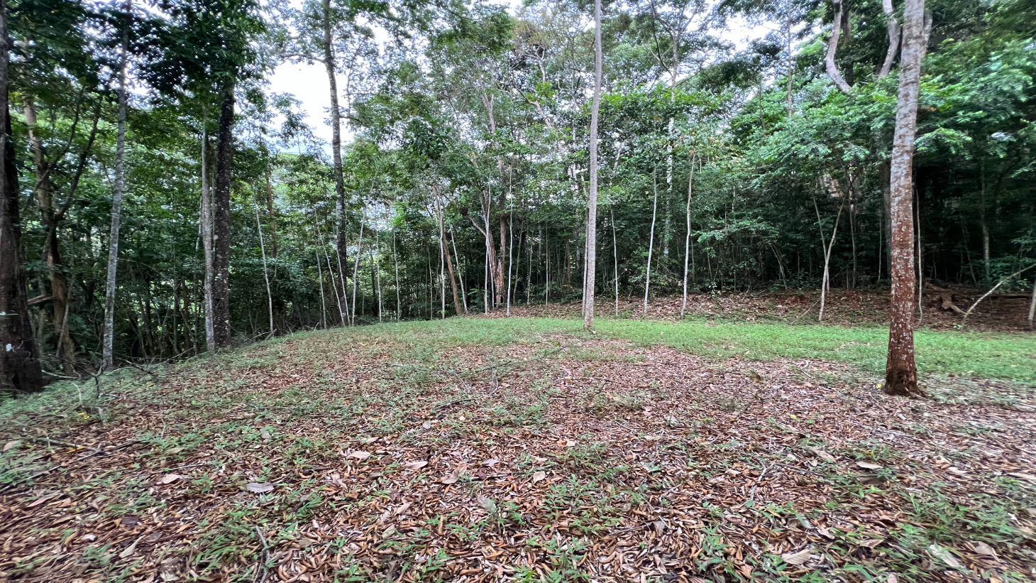 Build Ready Home Site with Easy Access in a Lush Rainforest Setting selected