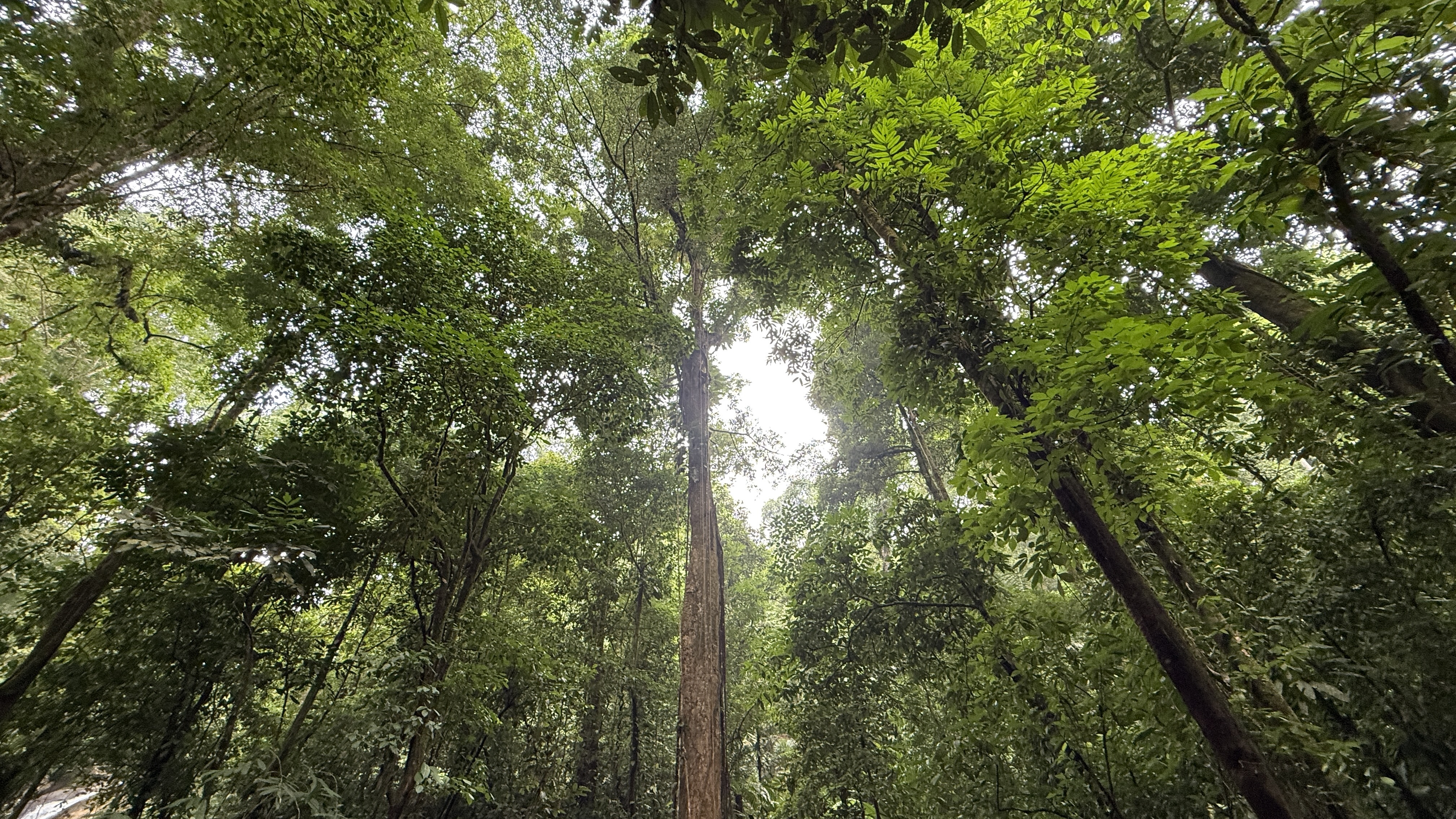 A Living Jungle Sanctuary on the River — 86 Hectares in Sabalo, Costa Rica selected