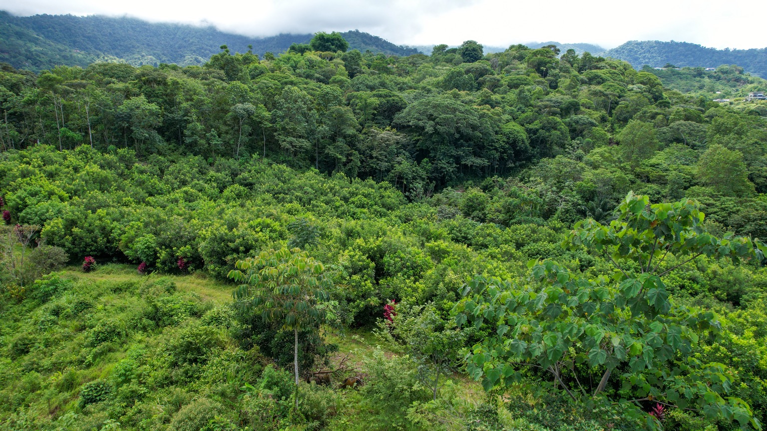 Premium 9.3-Hectare Farm for Sale in Ojochal, Costa Rica selected