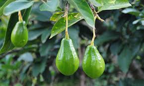 Mountain View Land with Several Building Sites and Mature Fruit Trees selected