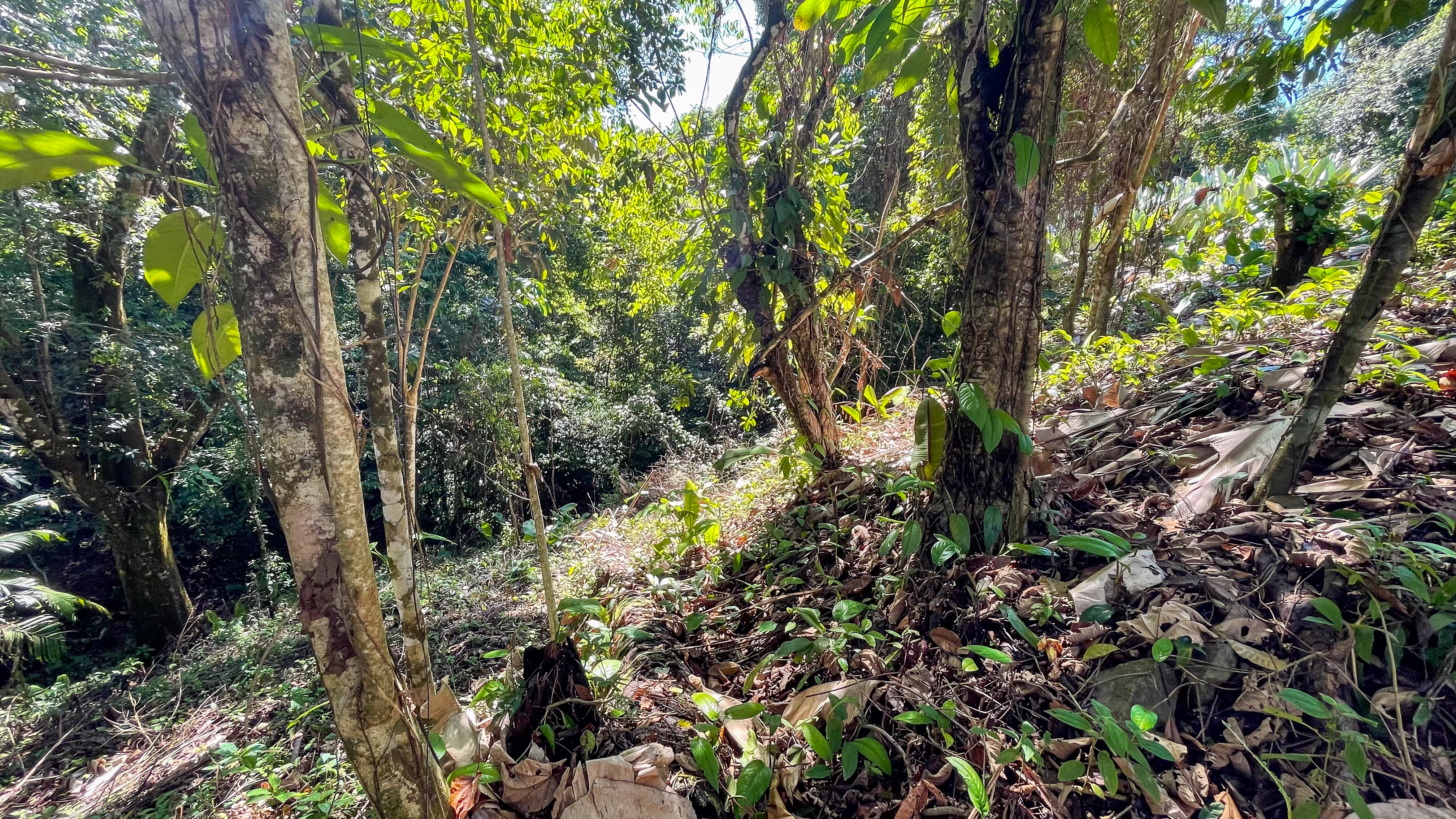 Tucked-Away Jungle Lot at the End of a Quiet Road — Ojochal, Costa Rica selected