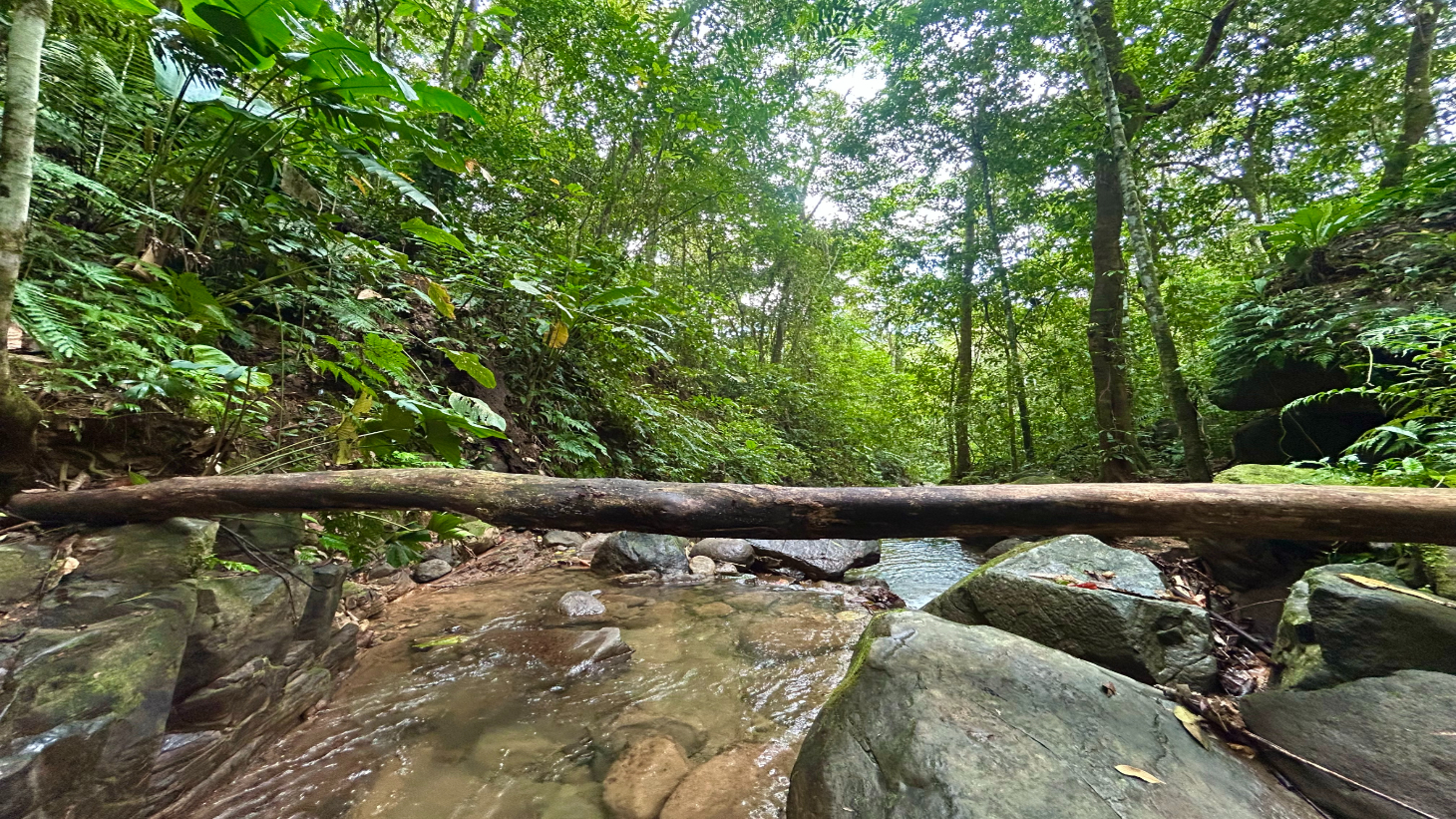 Selva Vista Estate – 5.9 Acres of Wild Beauty selected