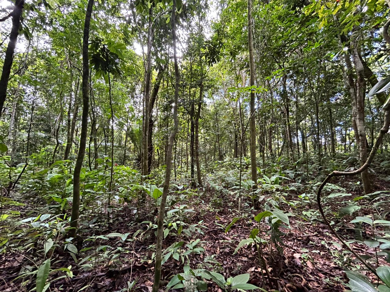 87 Acres of Natural Wonder and Endless Possibility in Ballena, Costa Rica selected