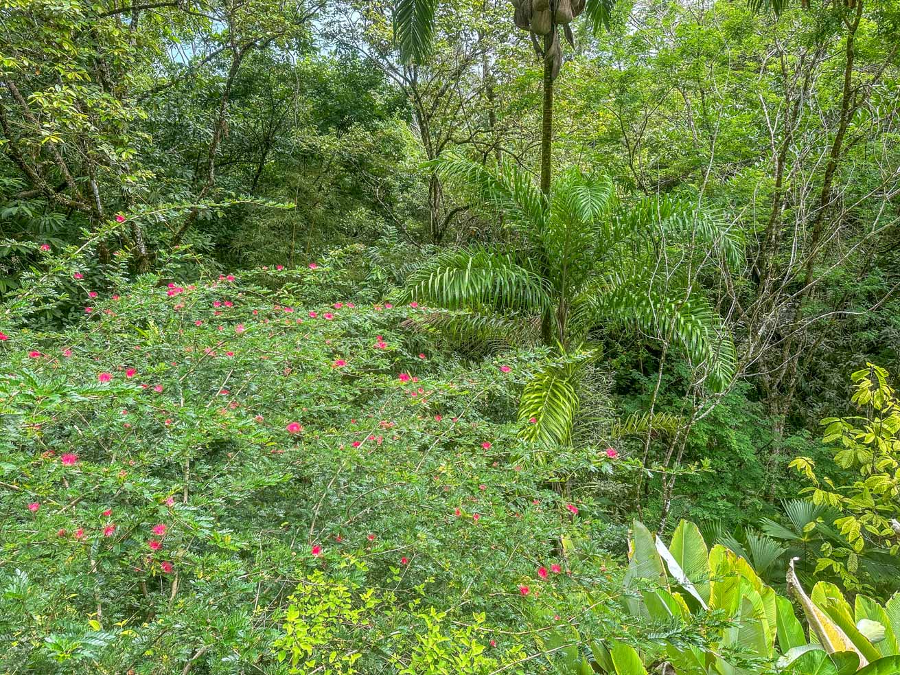 Jungle Sanctuary with Income-Generating Casitas, Creek, Pool & Ultimate Privacy in Ojochal selected