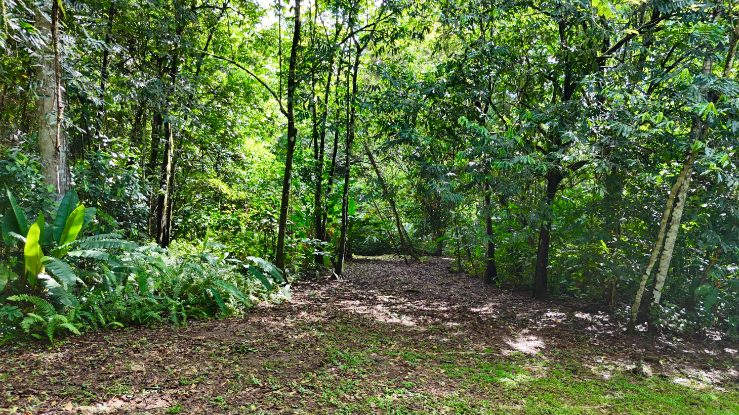 Selva Vista Estate – 5.9 Acres of Wild Beauty selected