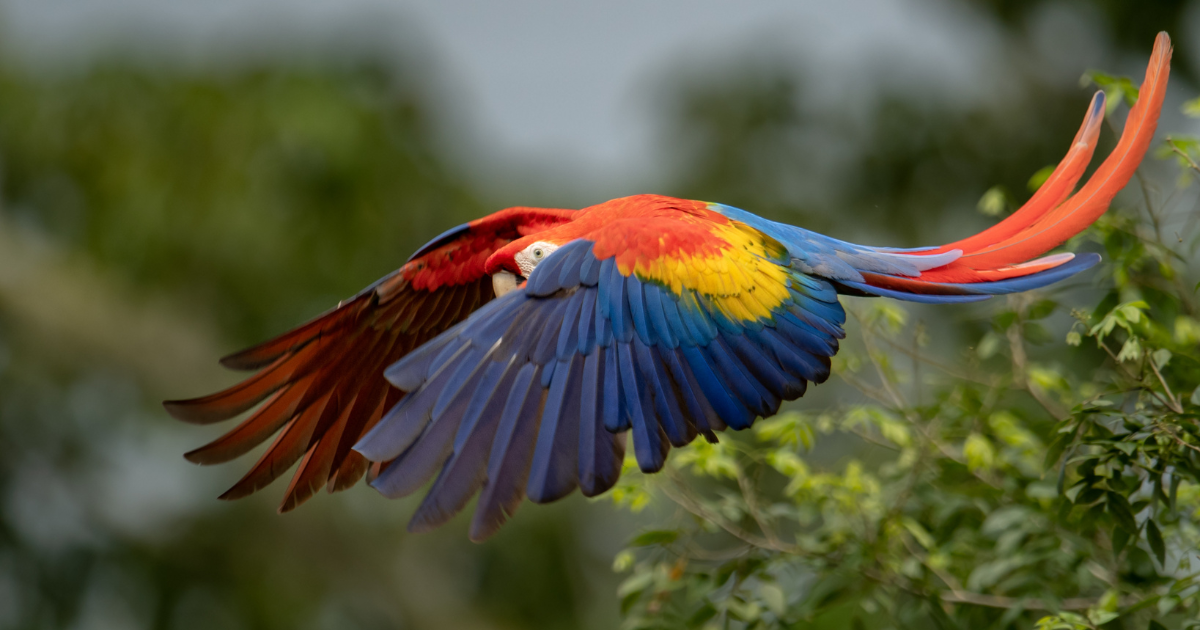 Scarlet Macaw flying