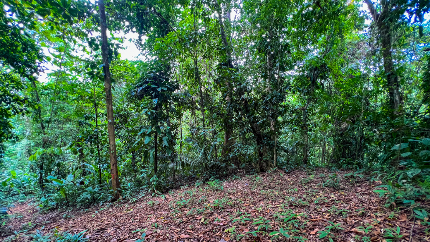 Riverfront Property with Primary Forest Close to Uvita Beaches selected