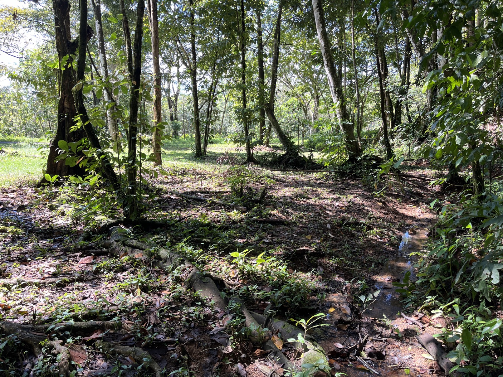 Flat Lot in Tortuga: Your Dream Project Awaits selected