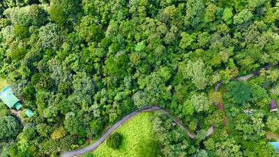 Selva Vista Estate – 5.9 Acres of Wild Beauty image 2