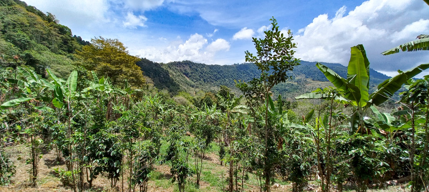 Mountain View Land with Several Building Sites and Mature Fruit Trees selected