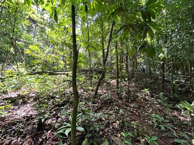 87 Acres of Natural Wonder and Endless Possibility in Ballena, Costa Rica image 4