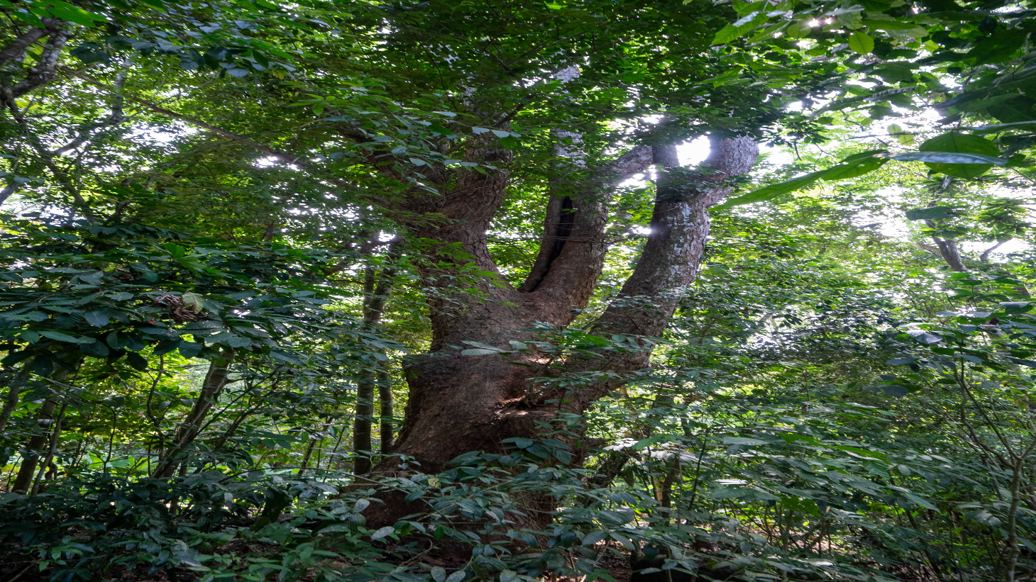 Rare 86-Acre Ocean View Estate Bordering Hacienda Barú – A Unique Opportunity for Conservation and Development selected