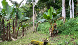 2.9 ACRES – Tons of Fruit Trees, 3 Bedroom Tico Home Plus Bodega In Tinamastes selected