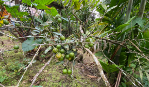 2.9 ACRES – Tons of Fruit Trees, 3 Bedroom Tico Home Plus Bodega In Tinamastes selected