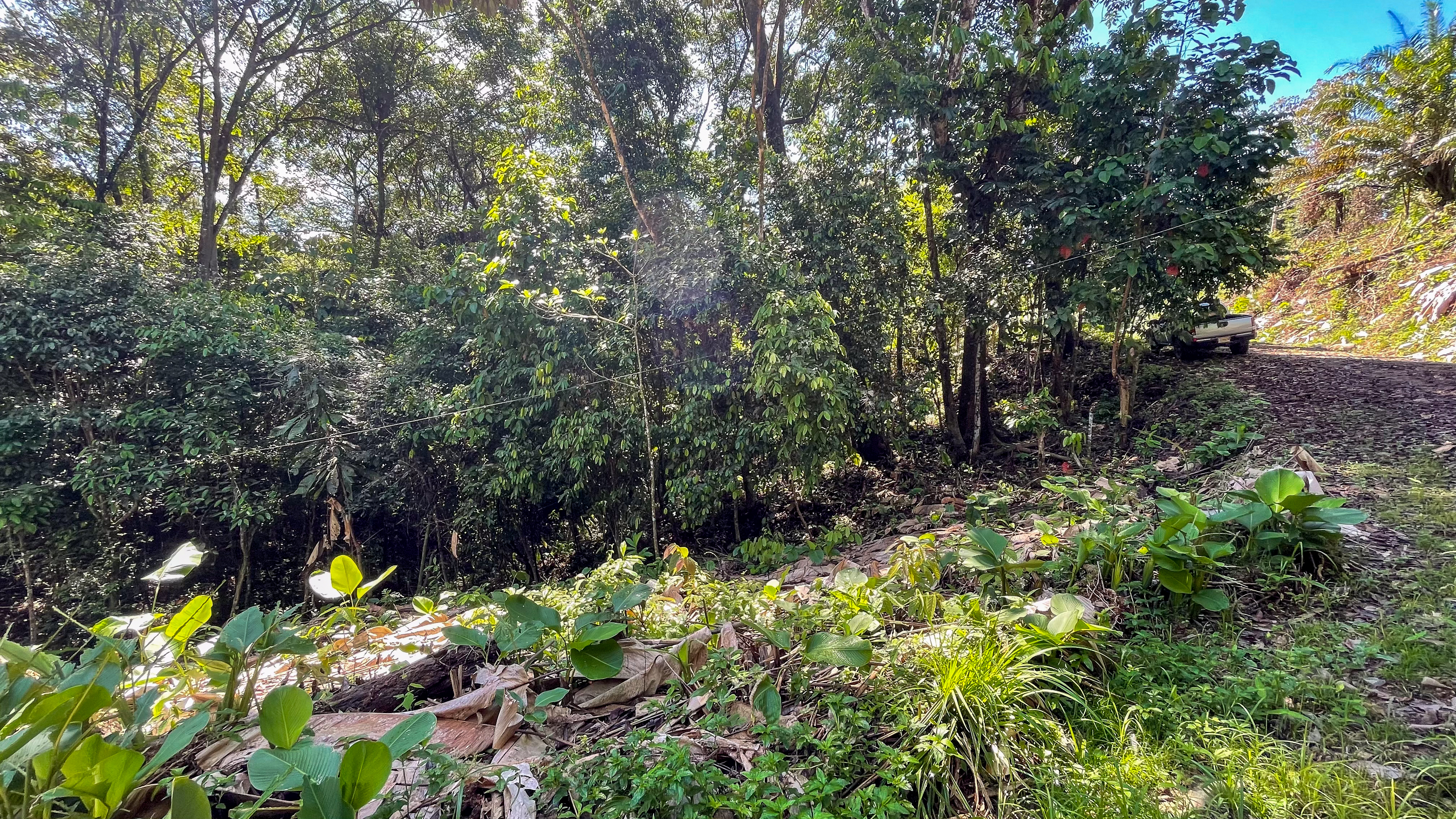 Tucked-Away Jungle Lot at the End of a Quiet Road — Ojochal, Costa Rica selected