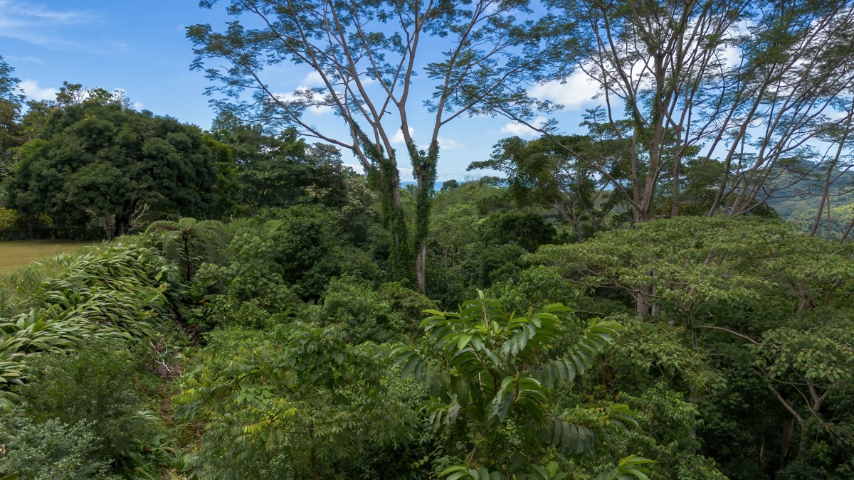 Tres Ríos Estate with Ocean Views, Move-In-Ready Casita, and Build-Ready Land selected