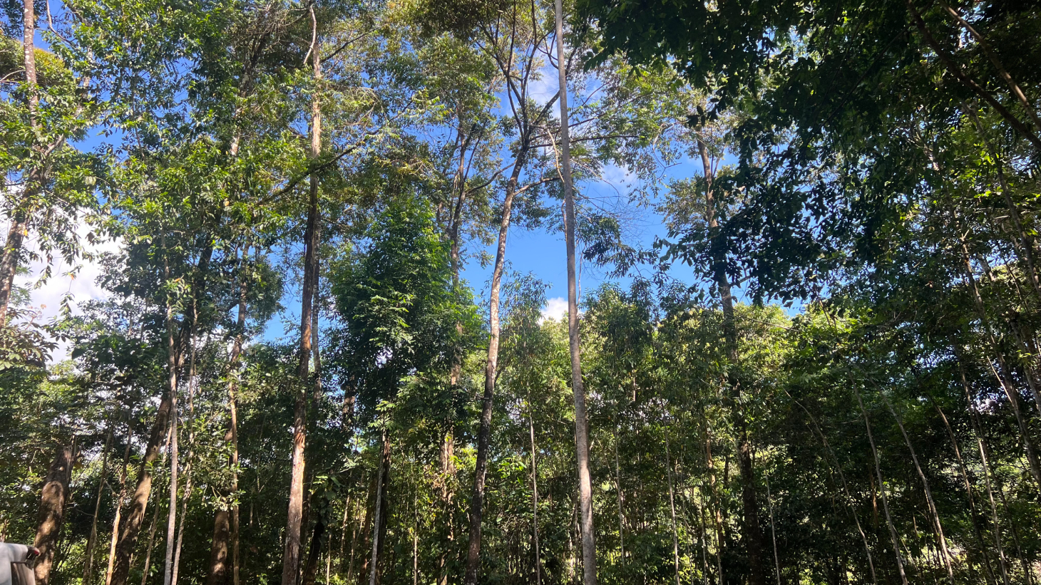 Build Ready Home Site with Easy Access in a Lush Rainforest Setting selected