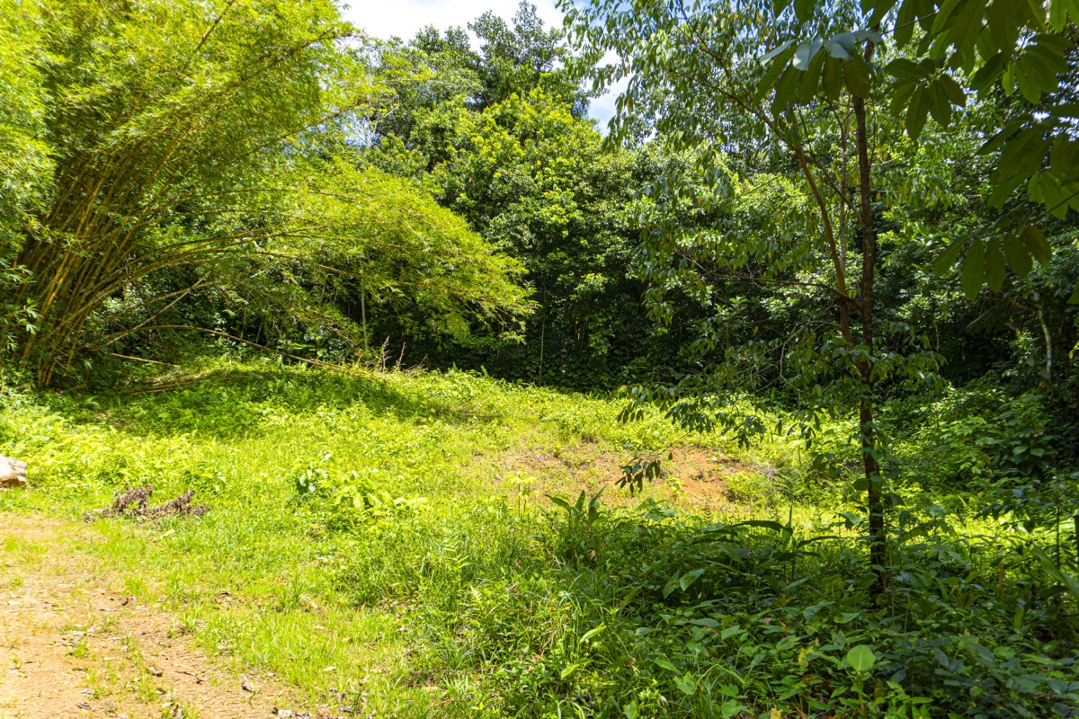 Serene 1.3-Acre Ready-to-Build Jungle Lot in San Buenas selected