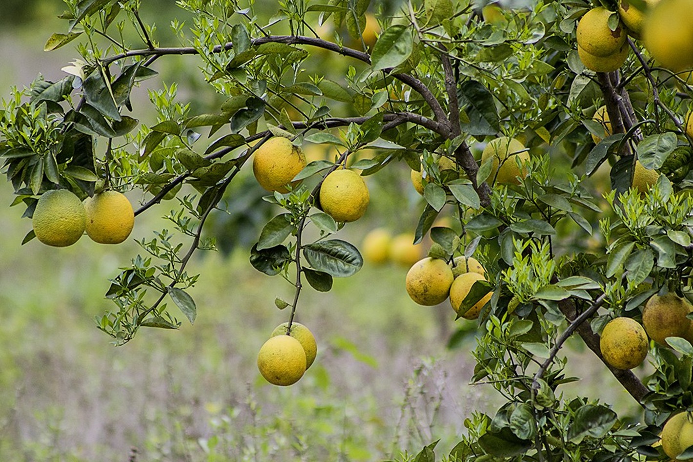 Mountain View Home Site with Seasonal Waterfall and Mature Fruit Trees selected