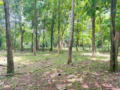 Prime 0.37-Acre Build-Ready Lot Steps from Marino Ballena National Park in Uvita image 2
