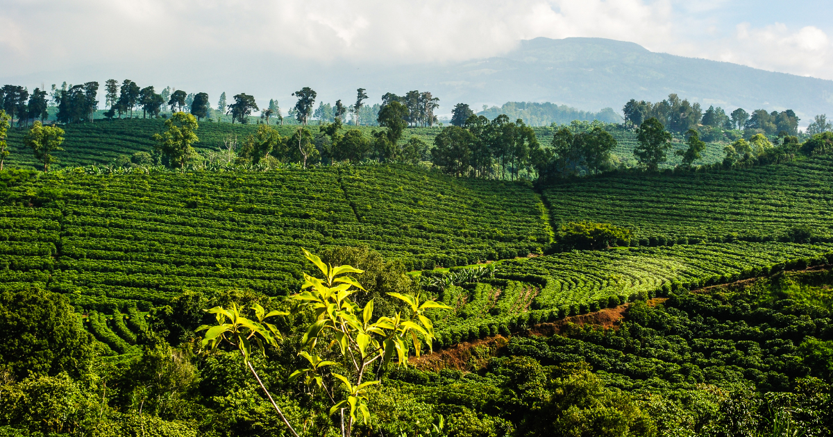 Costa Rica coffee plantation