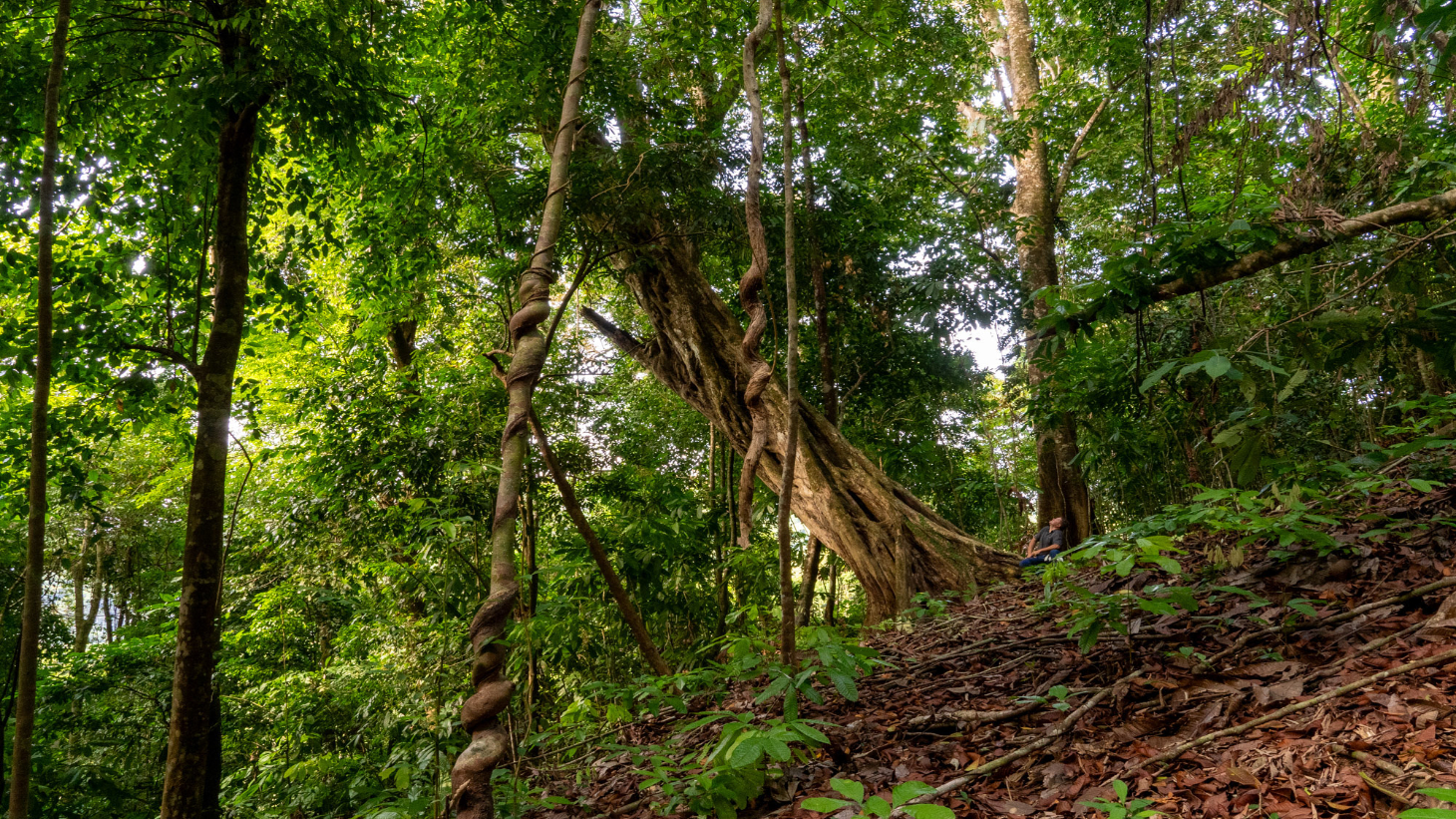 Rare 86-Acre Ocean View Estate Bordering Hacienda Barú – A Unique Opportunity for Conservation and Development selected