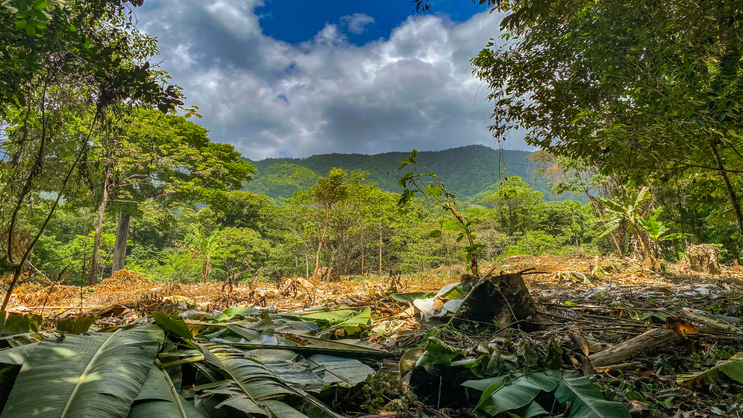 2.46 Acre Jungle Land for Sale in Ojochal with River Border selected
