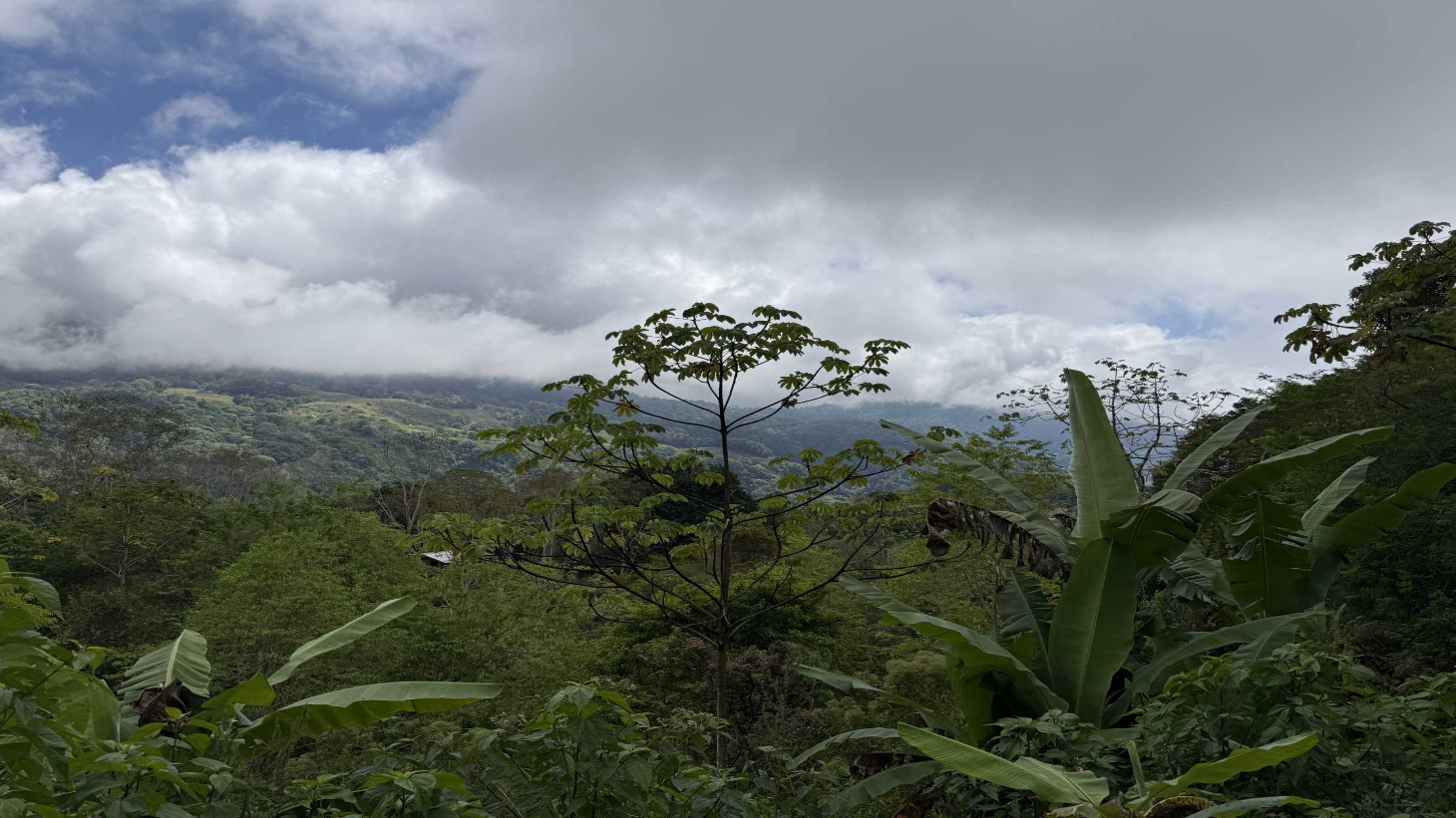 Jungle Lot with 3+ Building Sites, Legal Water, Electricity on Public Road with Big Valley & Mountain Views near San Josecito Costa Rica selected