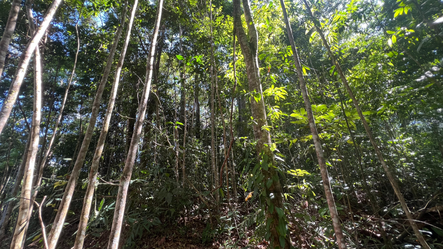 Build Ready Home Site with Easy Access in a Lush Rainforest Setting selected