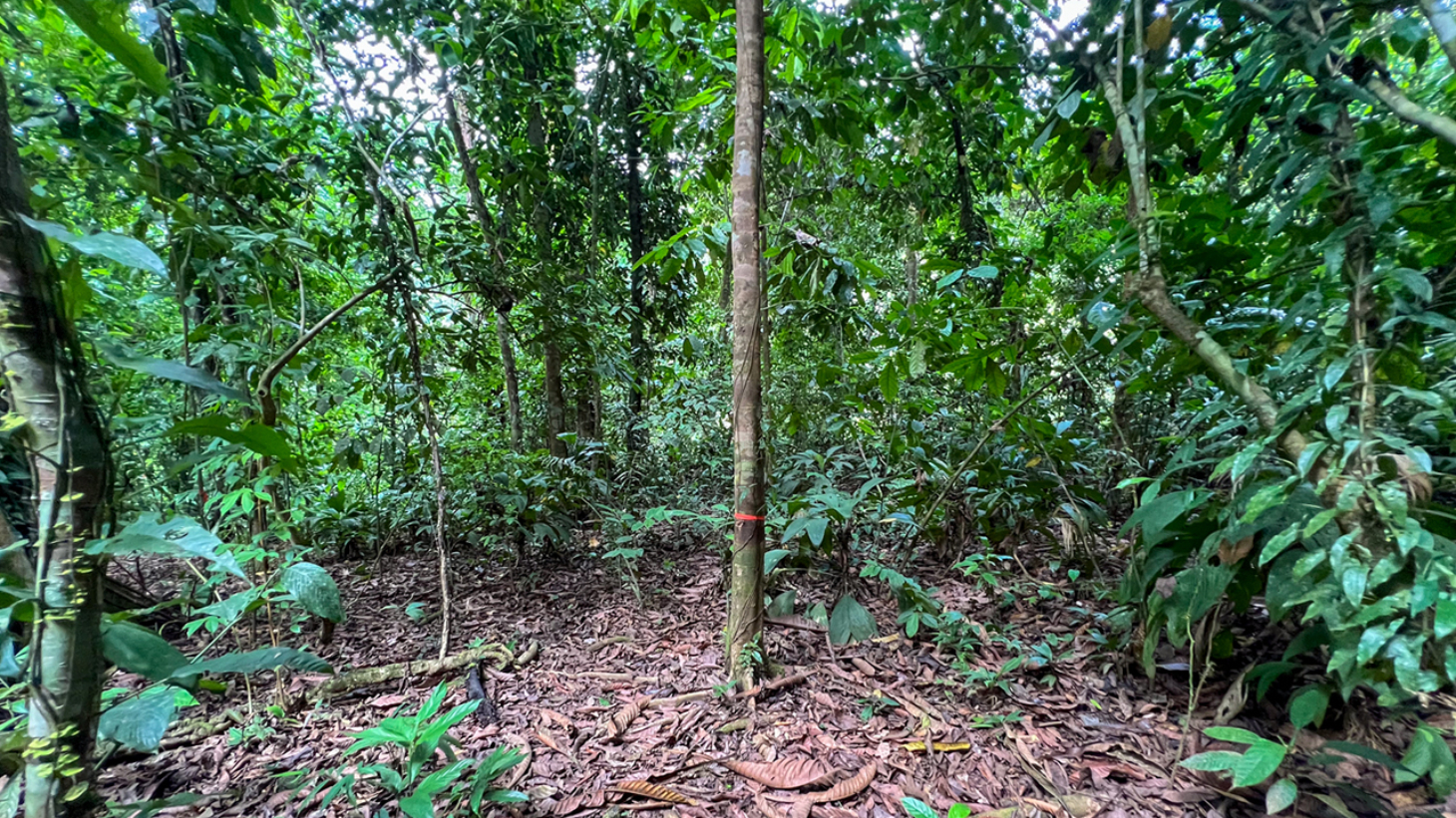 Riverfront Property with Primary Forest Close to Uvita Beaches selected