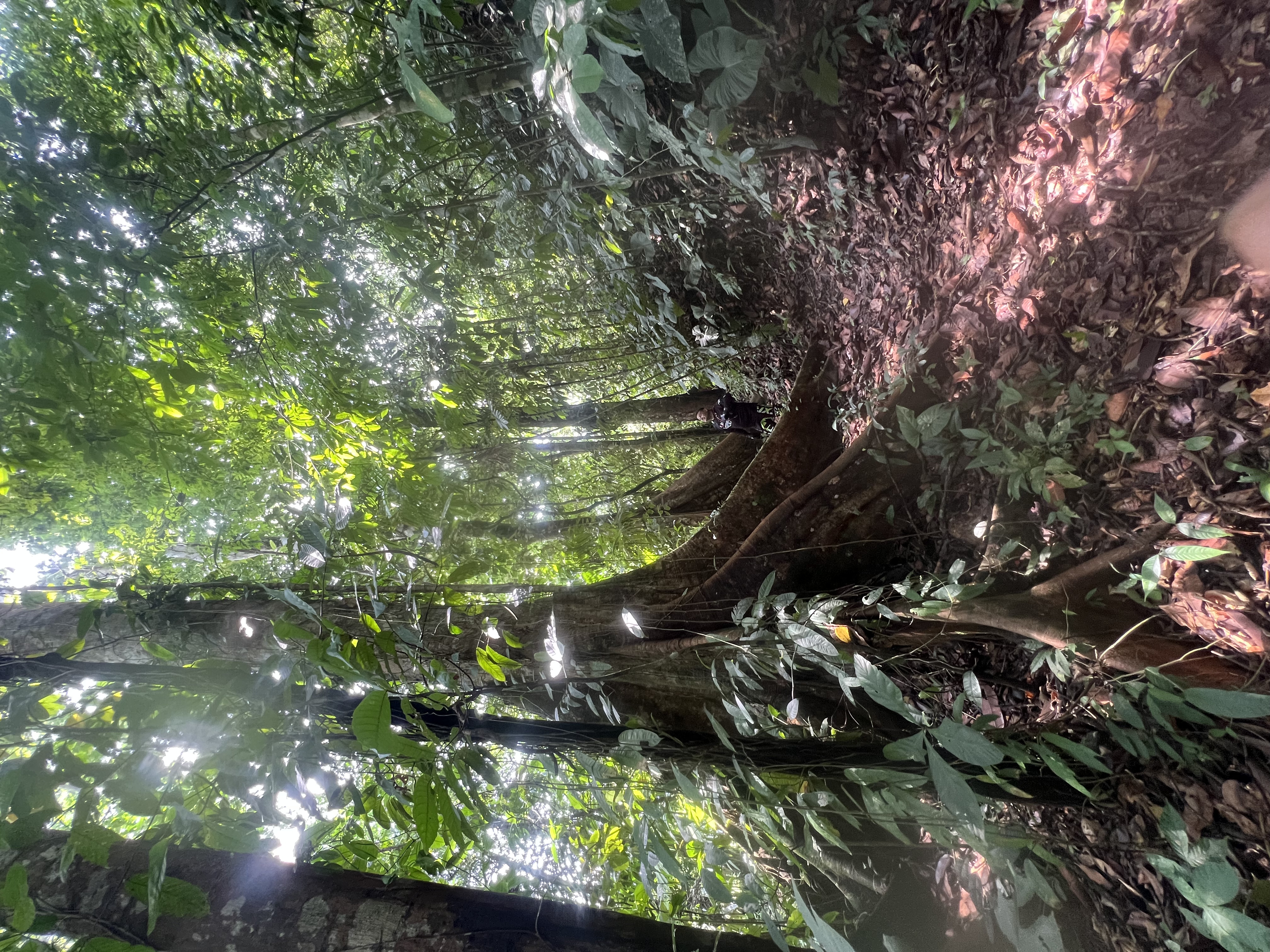 A Living Jungle Sanctuary on the River — 86 Hectares in Sabalo, Costa Rica selected