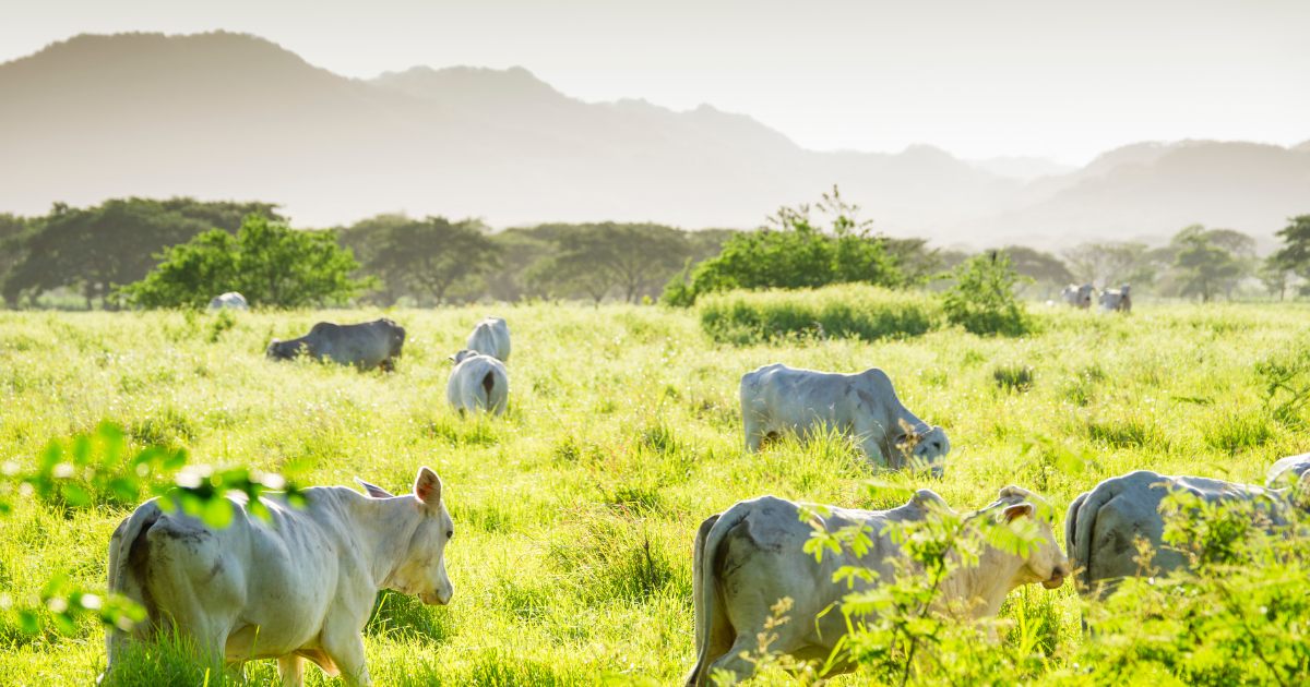 Cattle farm in Talamanca Mountains