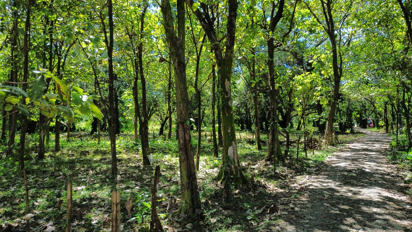 Prime 0.37-Acre Build-Ready Lot Steps from Marino Ballena National Park in Uvita selected