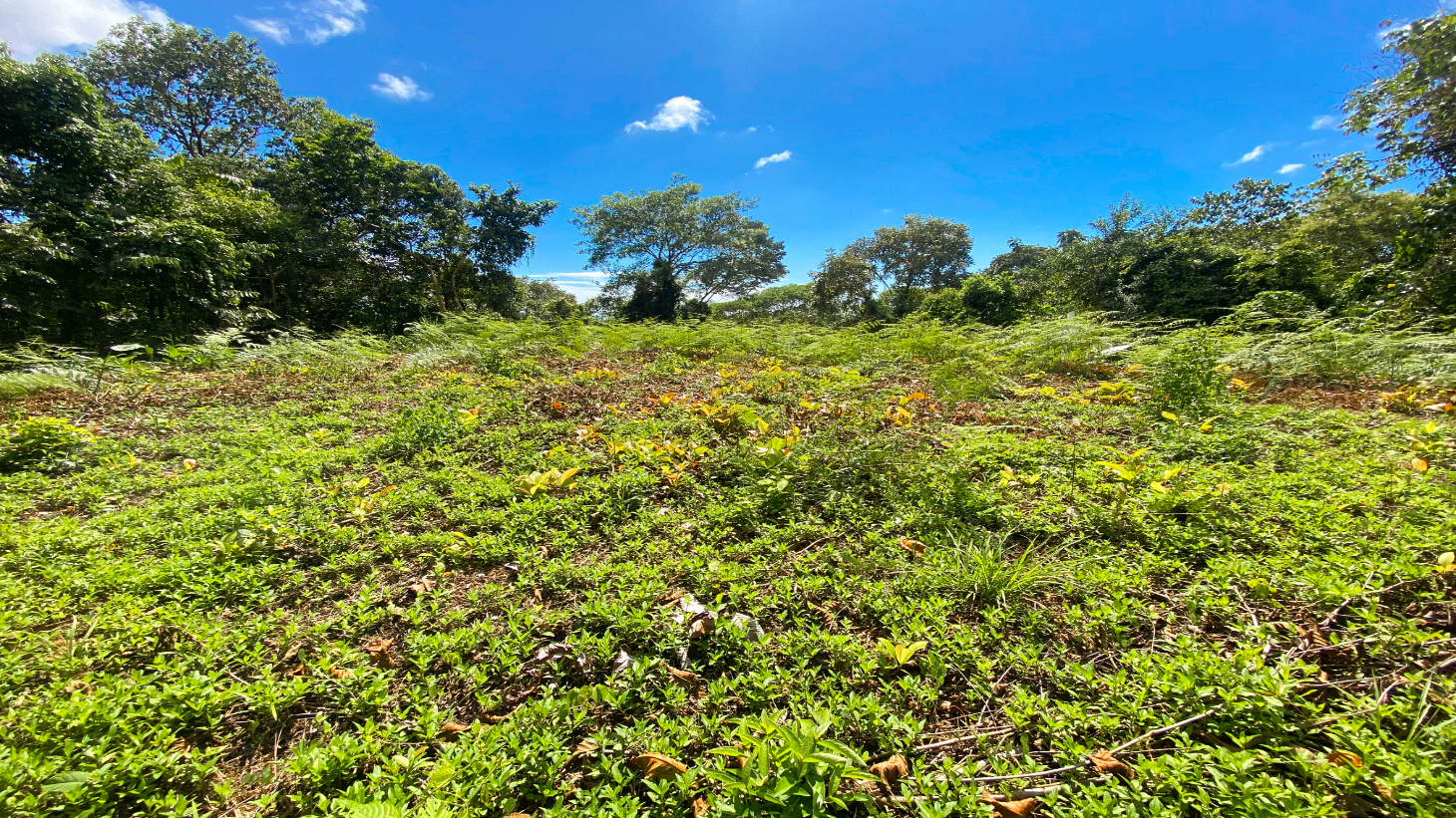 Jungle Lot for Sale in Ojochal With River & Waterfall selected