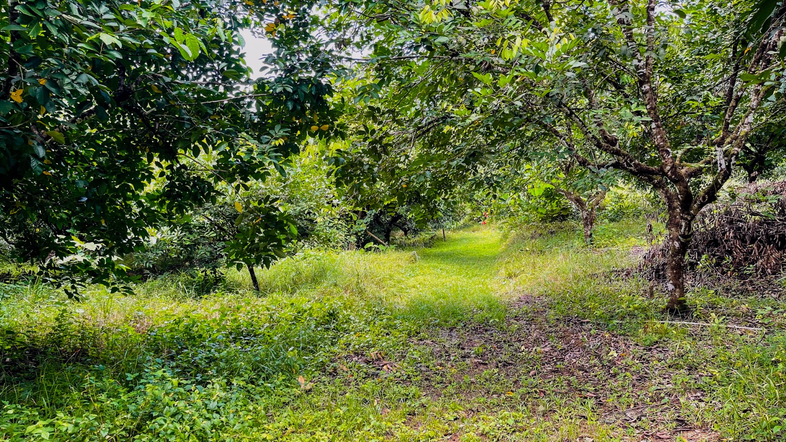 Premium 9.3-Hectare Farm for Sale in Ojochal, Costa Rica selected