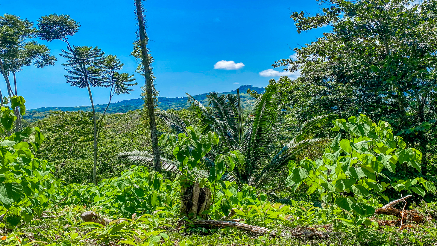 5.75 Acre Land for Sale in Ojochal | Ocean View Development Property selected