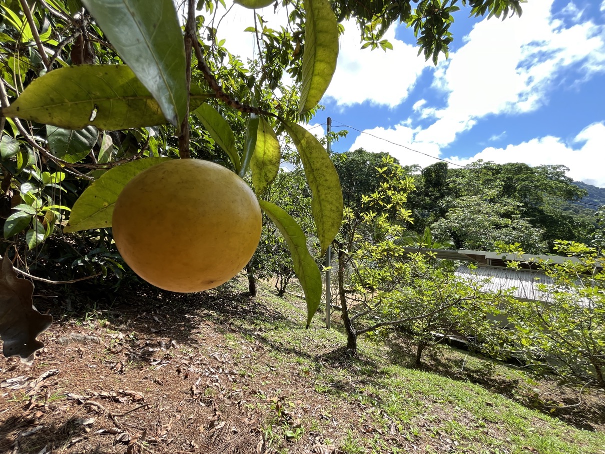 Charming Mountain Retreat in Vergel de Osa – Minutes from Ojochal, Beaches, and Waterfalls selected