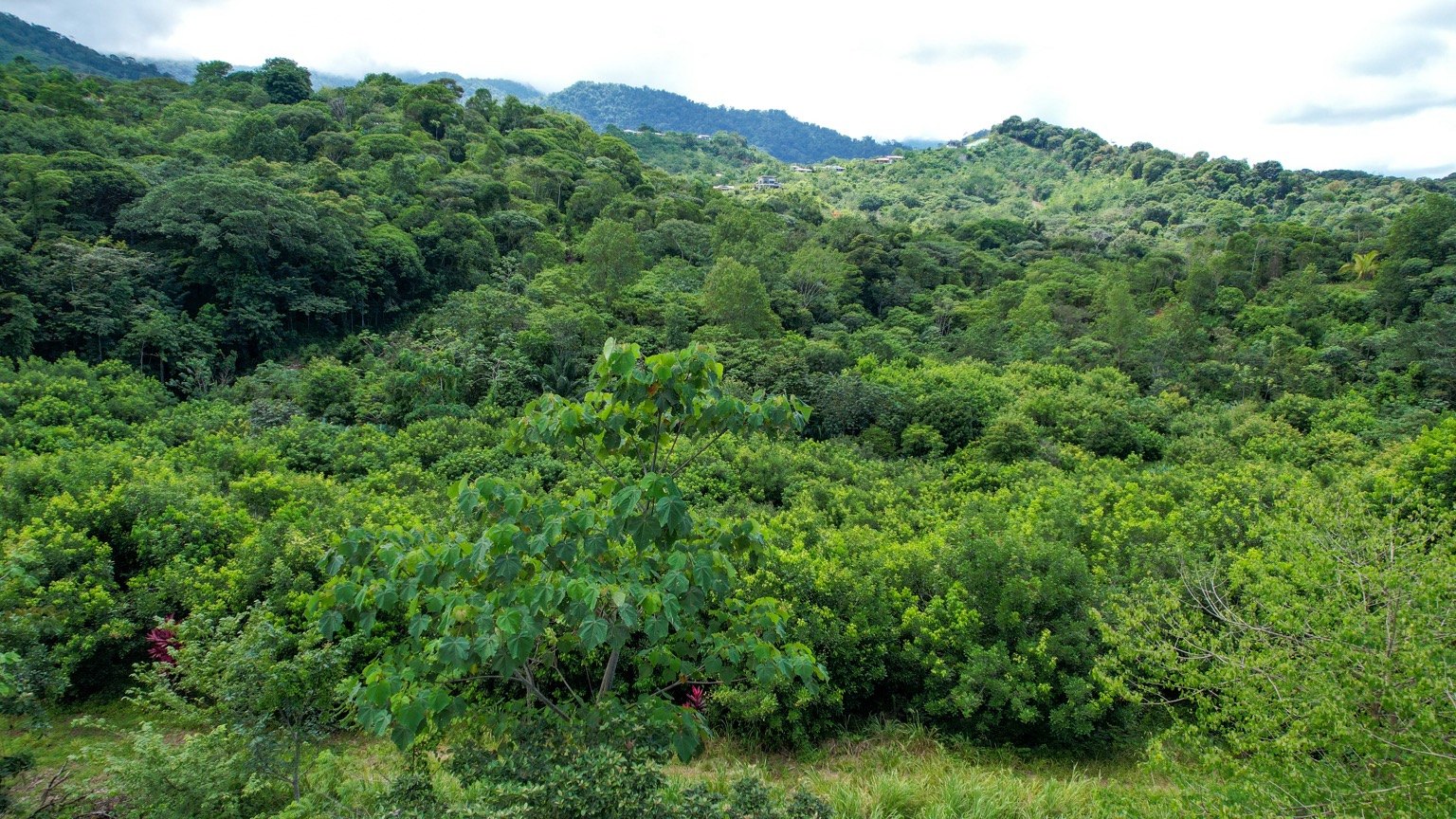 Premium 9.3-Hectare Farm for Sale in Ojochal, Costa Rica selected