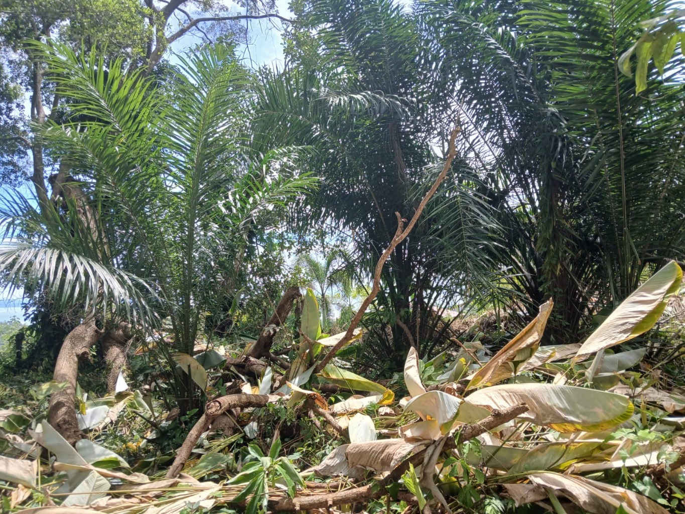 1.14-Acre Ocean View Estate Lot | Phase 5, Ojochal selected