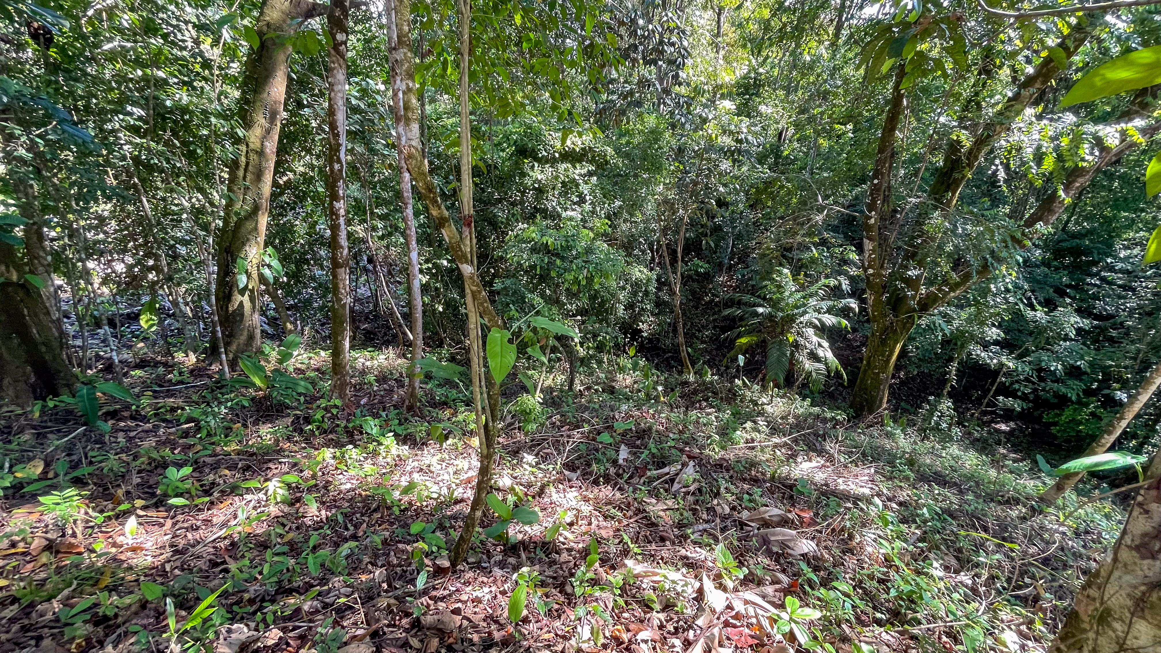 Tucked-Away Jungle Lot at the End of a Quiet Road — Ojochal, Costa Rica selected