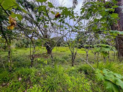 Rare Titled Beachside Development Opportunity Steps from Playa Chaman image 5