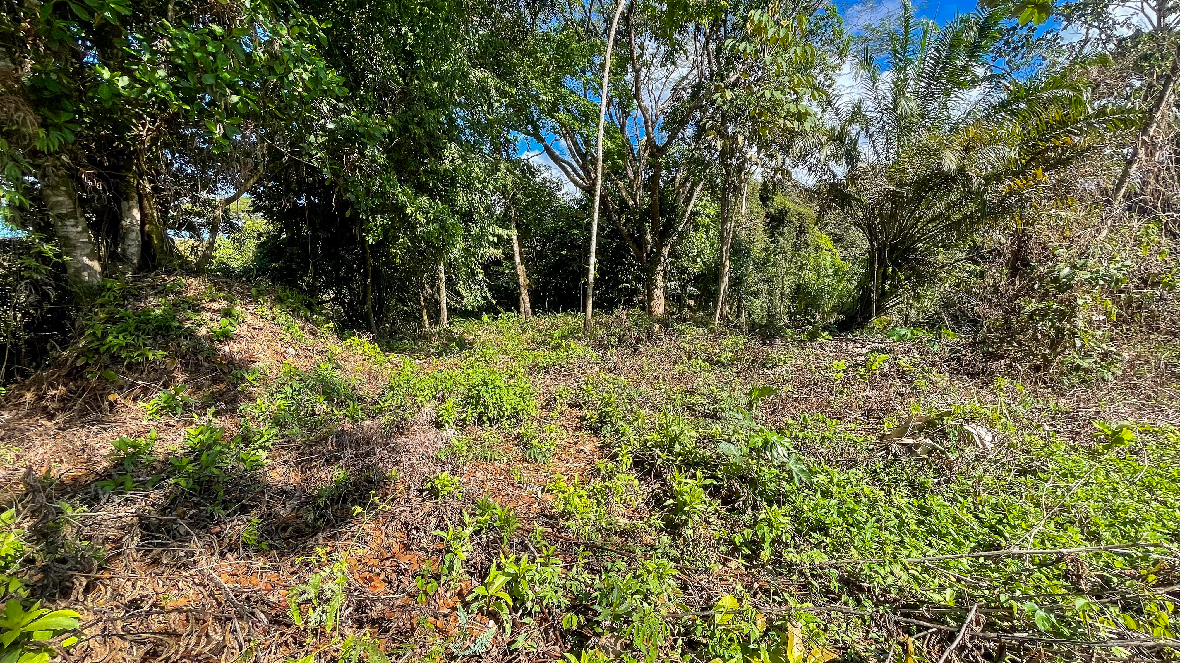 Tucked-Away Jungle Lot at the End of a Quiet Road — Ojochal, Costa Rica selected