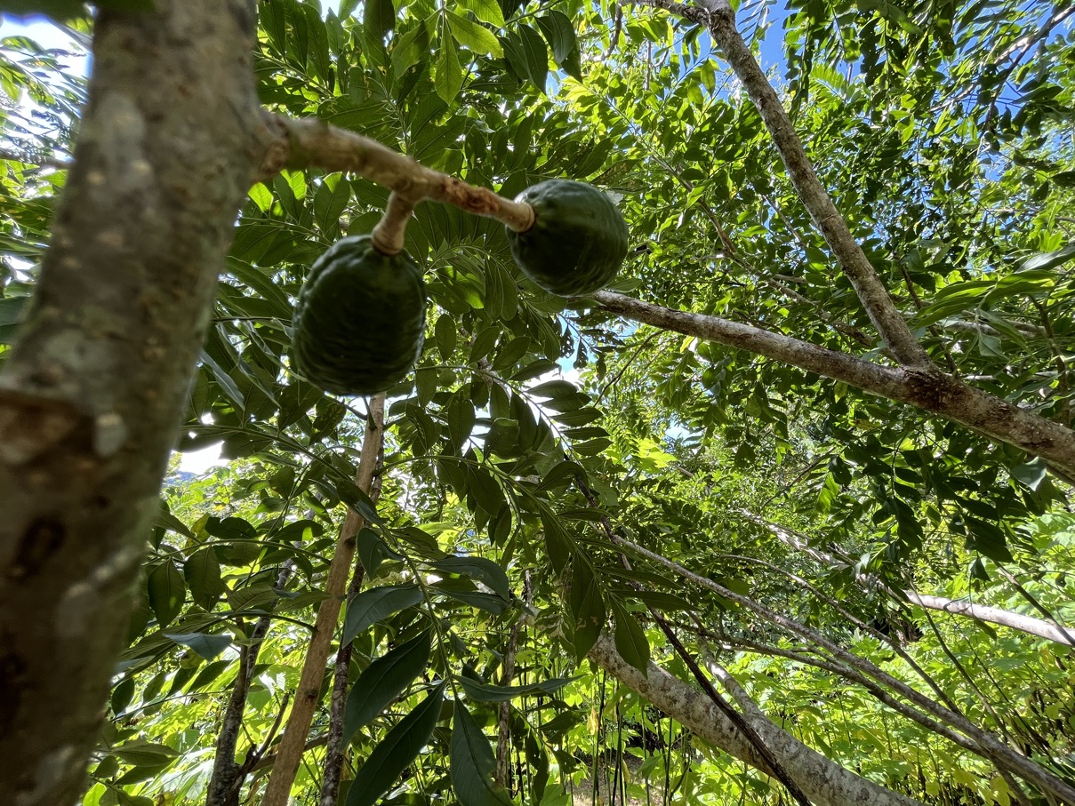 Charming Mountain Retreat in Vergel de Osa – Minutes from Ojochal, Beaches, and Waterfalls selected