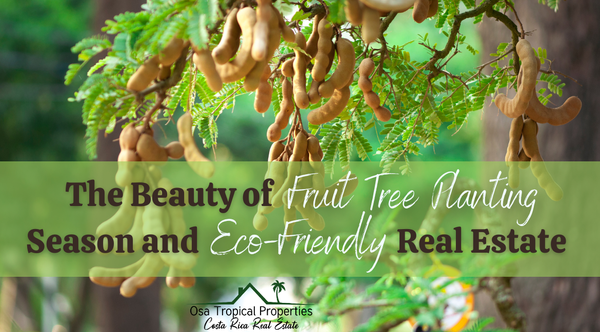 Embracing Costa Rica’s Sustainable Lifestyle: The Beauty of Fruit Tree Planting Season and Eco-Friendly Real Estate