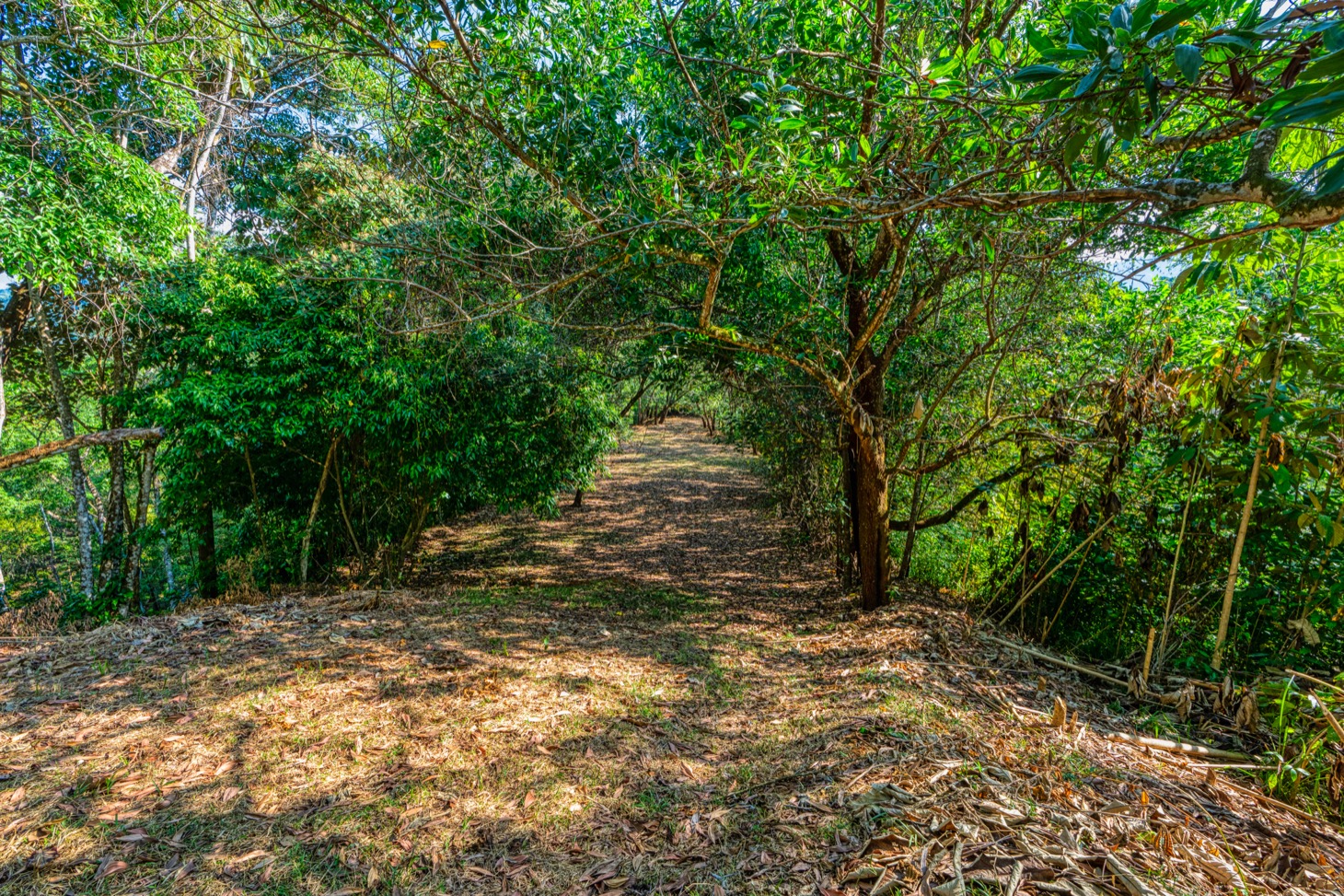 Ocean-View Property with Prime Location and Development Potential in Uvita selected