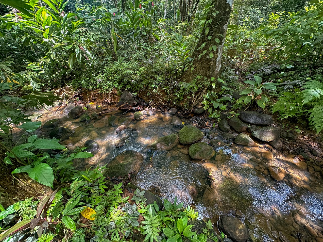 Jungle Sanctuary with Income-Generating Casitas, Creek, Pool & Ultimate Privacy in Ojochal selected