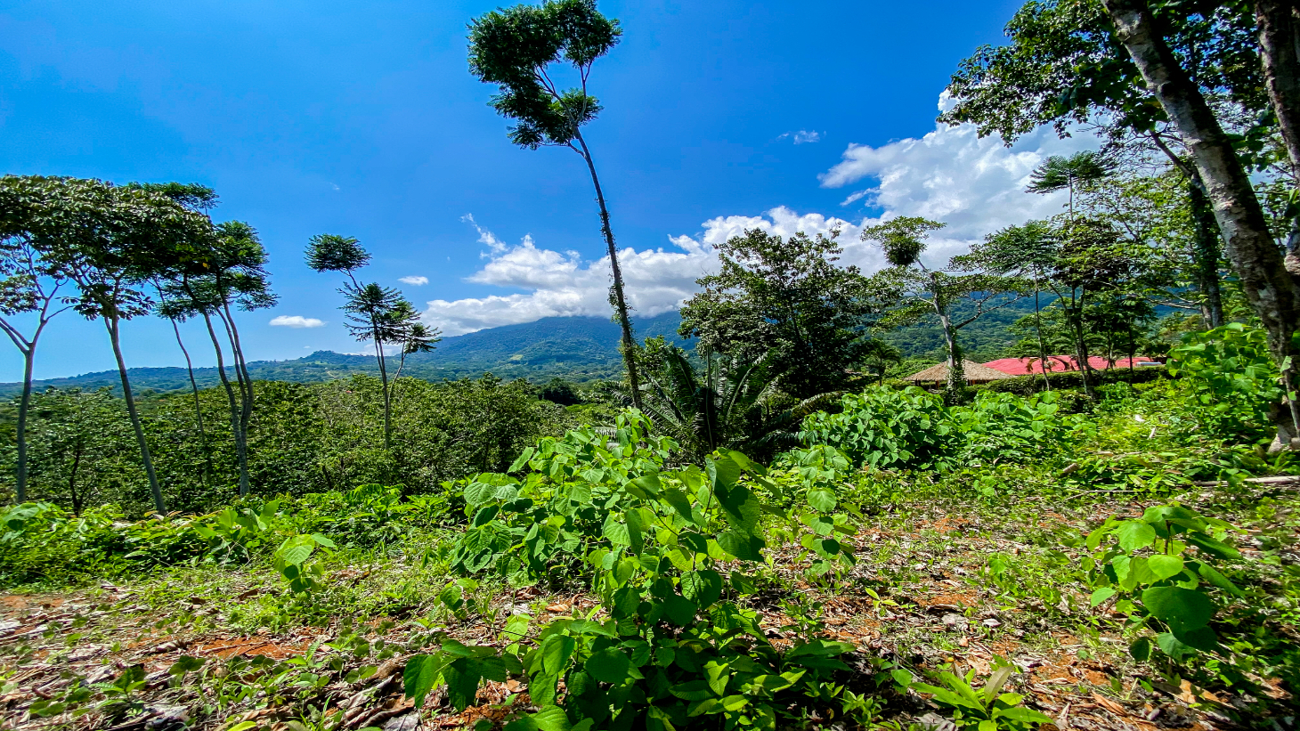 5.75 Acre Land for Sale in Ojochal | Ocean View Development Property selected