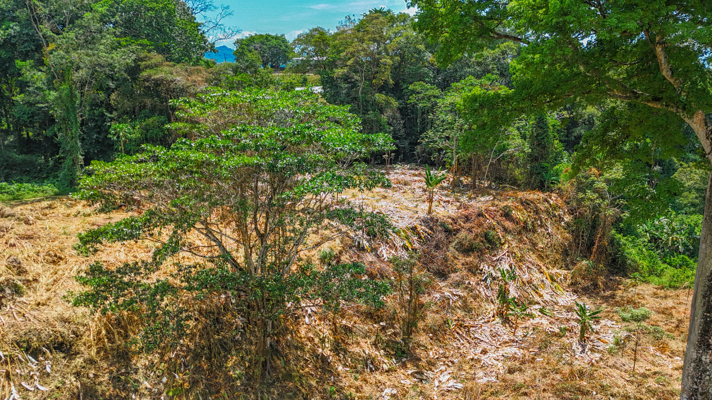 2.46 Acre Jungle Land for Sale in Ojochal with River Border selected